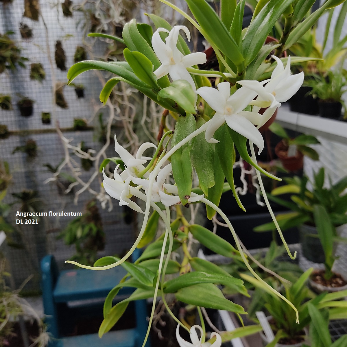 Angraecum florulentum  Ang florulentum-2021-2